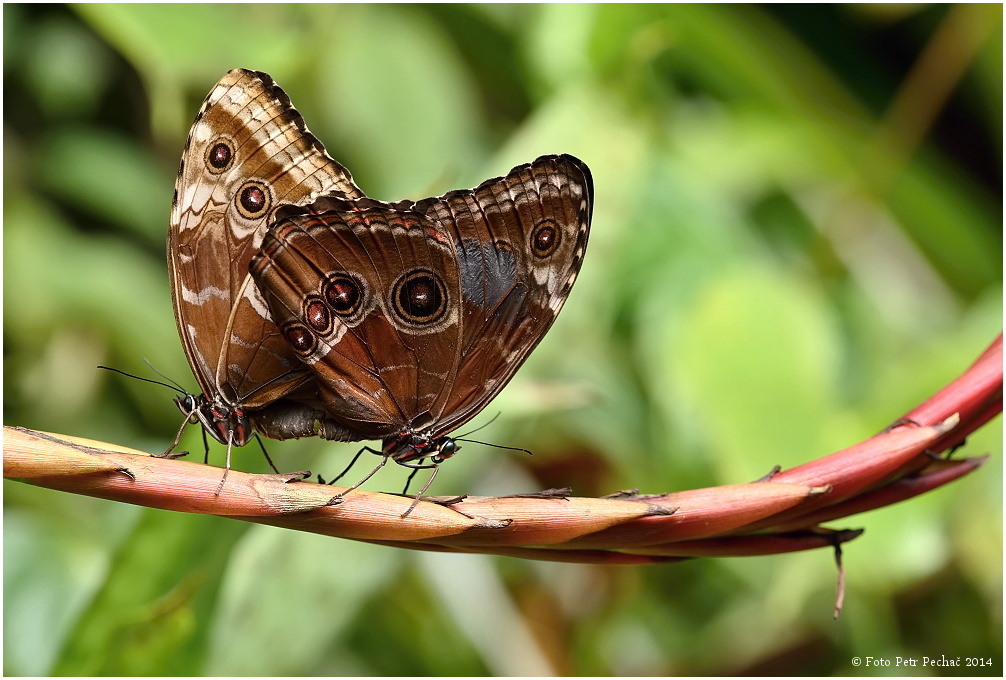 Fata Morgana - tropičtí motýli z celého světa