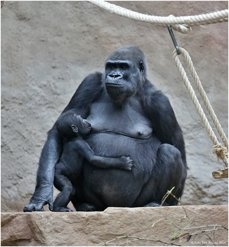 Gorila nížinná - Zoo Praha