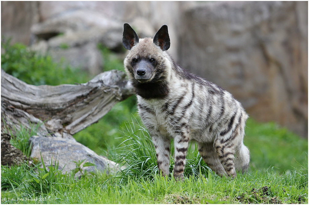 Hyena žíhaná - Zoo Jihlava
