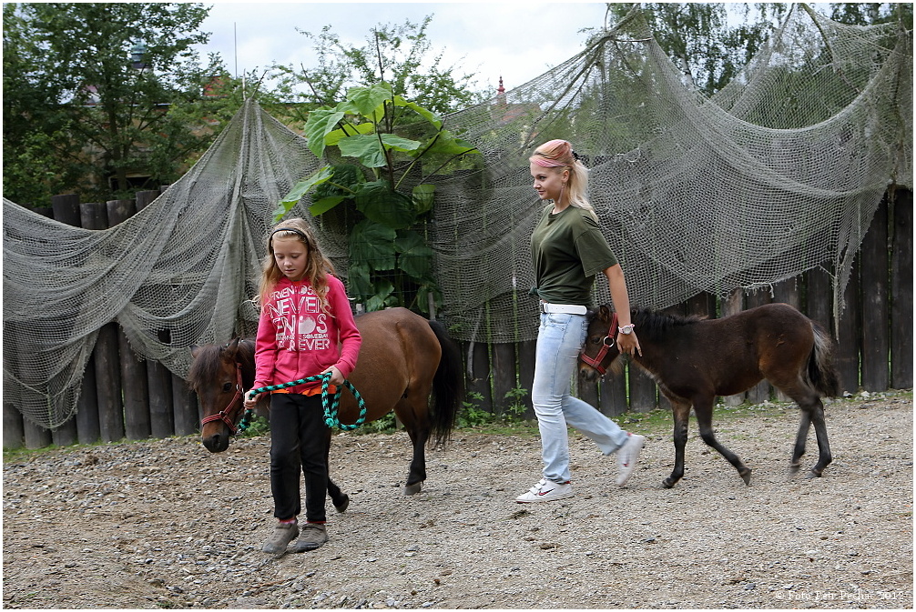 Křest mláďat poníků v jihlavské ZOO 2012