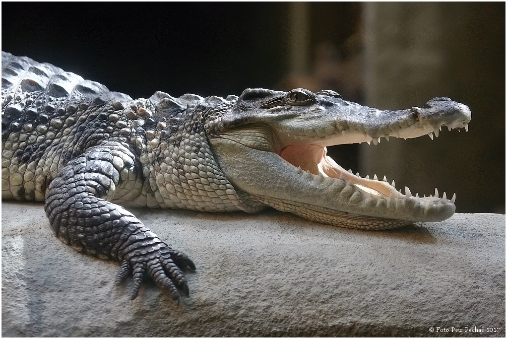 Krokodýl siamský - Zoo Jihlava