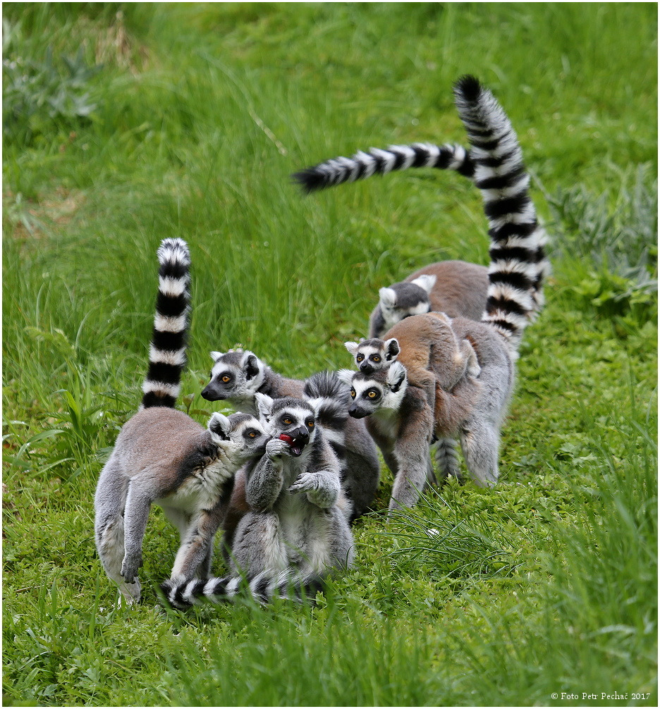 Lemur kata - Zoo Jihlava