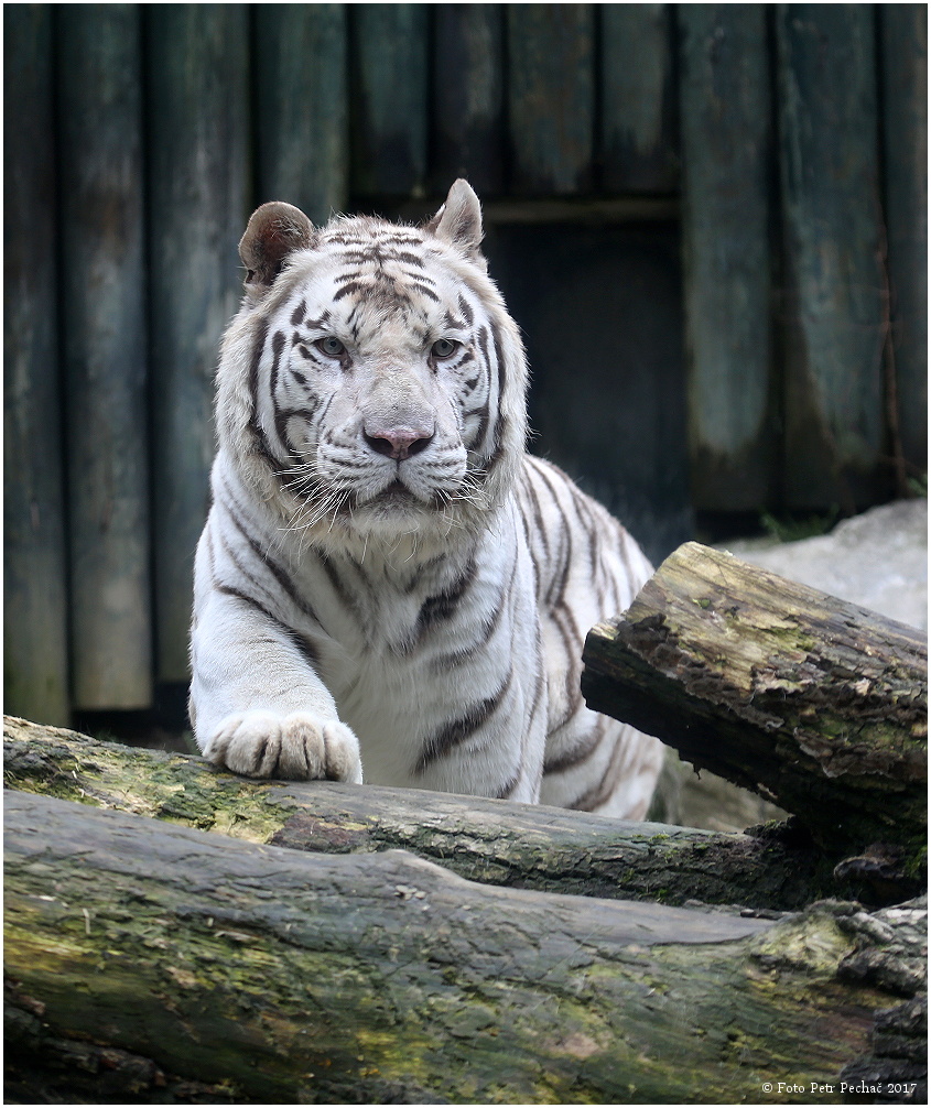 Tygr indický, bílá forma - Zoo Liberec