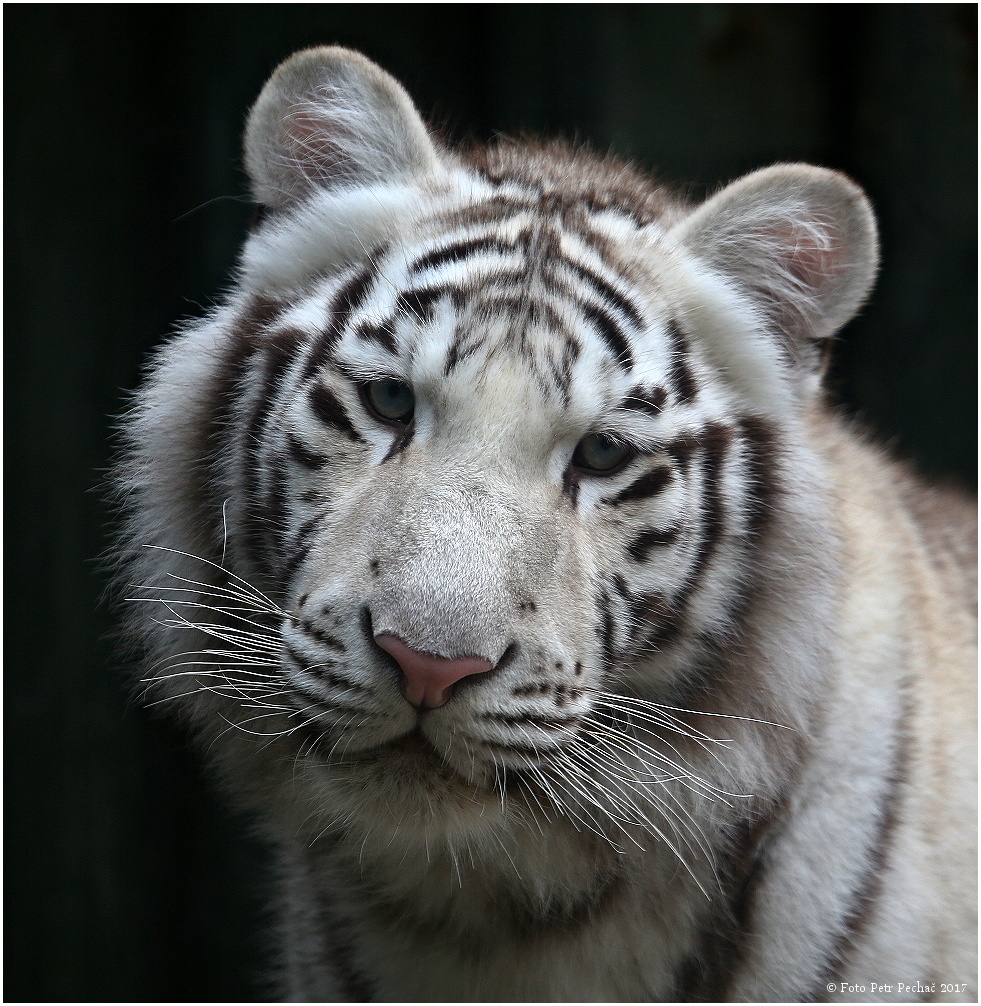 Tygr indický, bílá forma - Zoo Liberec