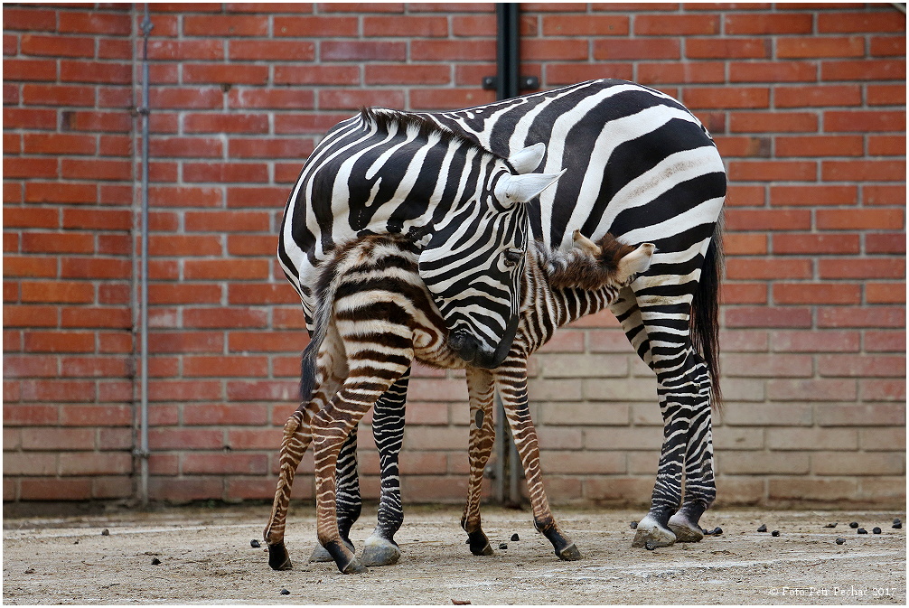 Zebra bezhřívá - Zoo Liberec