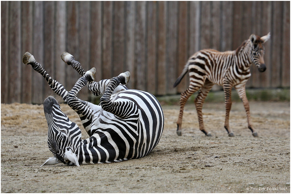 Zebra bezhřívá - Zoo Liberec