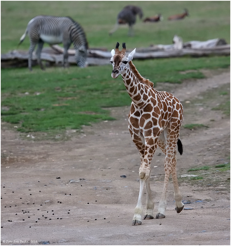 Žirafa Rothschildova - Zoo Praha
