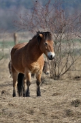 Divocí koně v Milovicích | fotografie