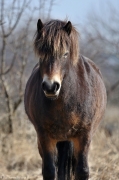 Divocí koně v Milovicích | fotografie