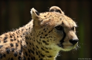 Gepard štíhlý - Zoo Olomouc | fotografie