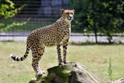 Gepard štíhlý - Zoo Olomouc | fotografie