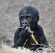 Gorila nížinná - Zoo Praha | fotografie