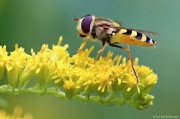 Hmyz | fotografie