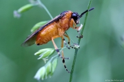 Hmyz | fotografie