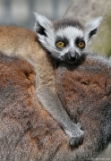 Lemur kata - Faunapark Horní Lipová | fotografie