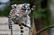 Lemur kata - Zoo Olomouc | fotografie