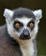 Lemur kata - Zoo Plzeň | fotografie