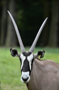 Oryx jihoafrický - Zoo Olomouc | fotografie