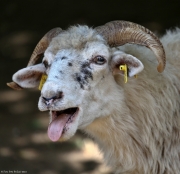 Ovce domácí - valaška - Zoo Jihlava | fotografie