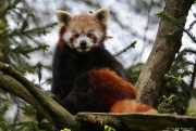 Panda červená - Zoo Jihlava | fotografie