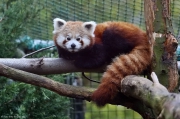 Panda červená - Zoo Liberec | fotografie