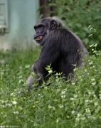 Šimpanz učenlivý - Zoo Plzeň | fotografie