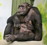 Šimpanz - Zoo Liberec | fotografie