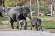 Slon indický - Zoo Praha | fotografie