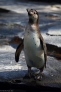 Tučňák Humboldtův - Zoo Praha | fotografie