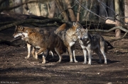 Vlk eurasijský - Zoo Praha | fotografie