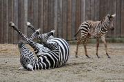 Zebra bezhřívá - Zoo Liberec | fotografie