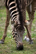 Zebra Chapmannova - Zoo Brno | fotografie