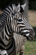 Zebra Chapmannova - Zoo Brno | fotografie