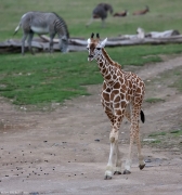 Žirafa Rothschildova - Zoo Praha | fotografie