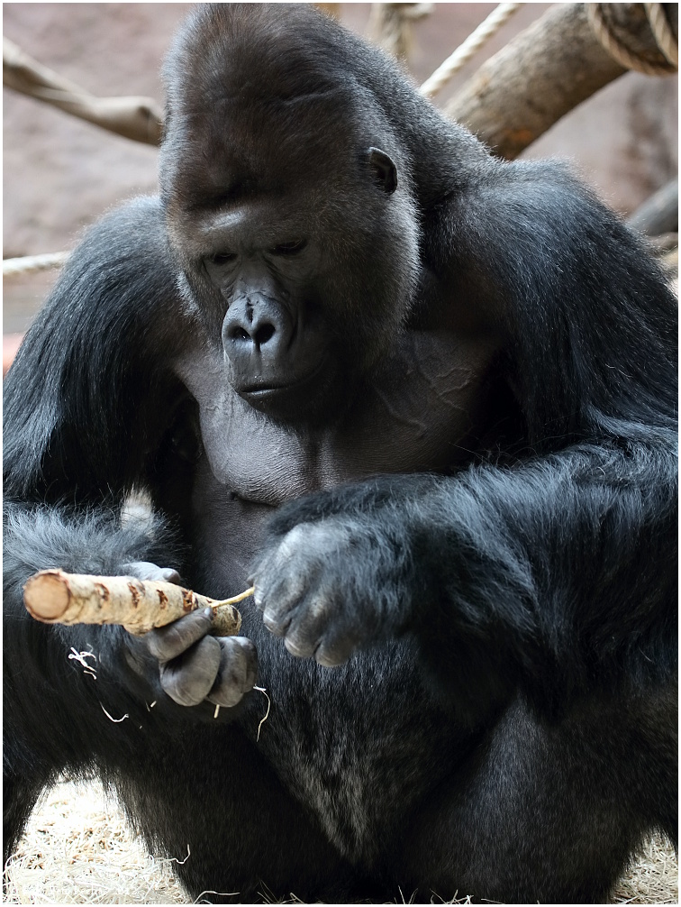 Gorila nížinná - Zoo Praha