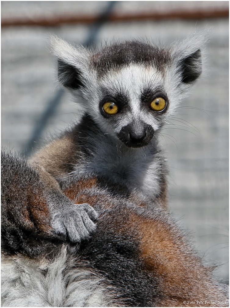 Lemur kata - Faunapark Horní Lipová