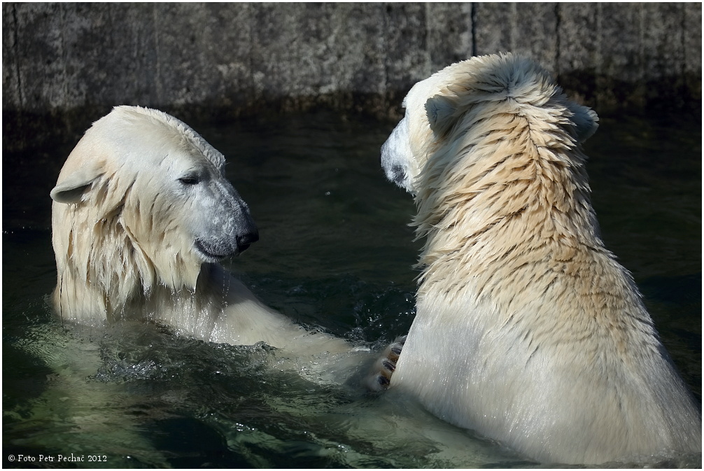 Medvěd lední - Zoo Praha