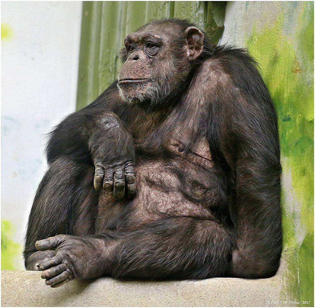 Šimpanz - Zoo Liberec