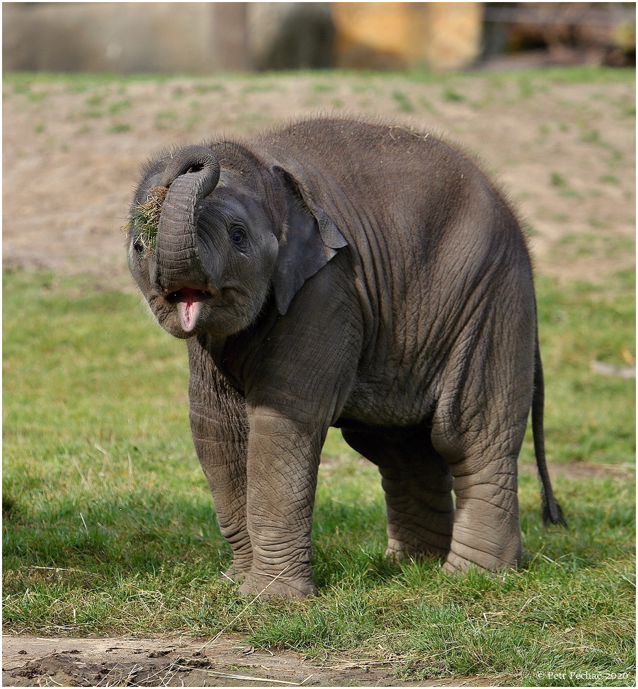 Slon indický - Zoo Praha