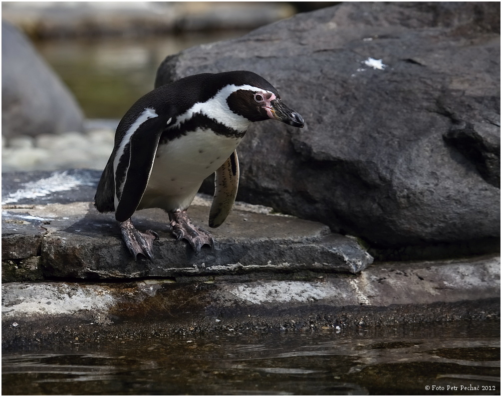 Tučňák Humboldtův - Zoo Praha