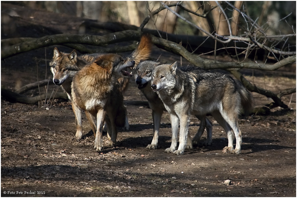 Vlk eurasijský - Zoo Praha