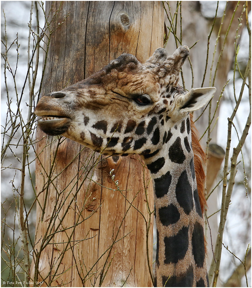 Žirafa Rothschildova - Zoo Liberec