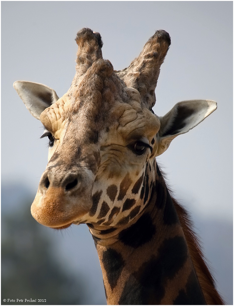 Žirafa Rothschildova - Zoo Praha