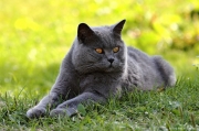 Britská krátkosrstá kočka | fotografie