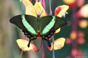 Fata Morgana - tropičtí motýli z celého světa | fotografie