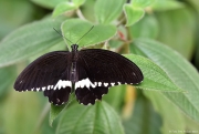 Fata Morgana - tropičtí motýli z celého světa | fotografie