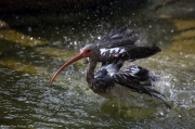 Ibis bílý - Zoo Praha | fotografie