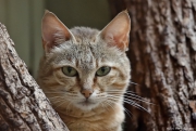 Kočka arabská - Zoo Jihlava | fotografie