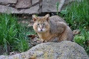 Kočka bažinná - Zoo Jihlava | fotografie