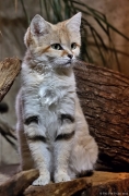 Kočka pouštní - Zoo Brno | fotografie